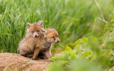 Les petits renards, for&#234;t, herbe verte, fox