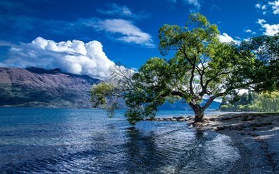 Nuova Zelanda, estate, Lago Wakatipu, rocce, costa, verde, albero, montagne