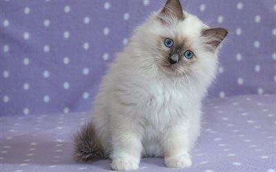 Ragdoll, little white kitten, fluffy kittens, cute animals, pets