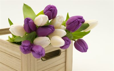 Roxo tulipas, flores da primavera, vaso de madeira, tulipas brancas, primavera