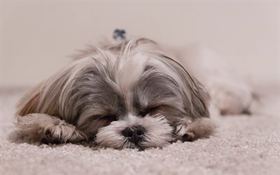 4k, Shih tzu, sleeping dog, pets, dogs, fluffy dog, cute animals, Shih tzu Dog