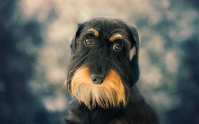 Airedale Terrier, close-up, funny dog, dogs, cute dog, pets, Airedale Terrier Dog