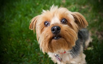 Yorkshire Terrier, 4k, close-up, Yorkie, cute dog, cute animals, pets, dogs, Yorkshire Terrier Dog