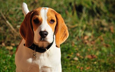 Beagle Dog, 4k, close-up, lawn, pets, dogs, cute animals, Beagle