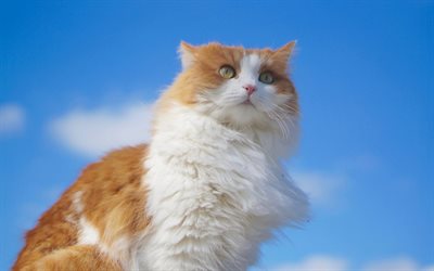 American Bobtail, white ginger cat, cute animals, pets, cats, breed of domestic cat, fluffy cat