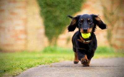 Dachshund Dog, 4k, pets, dogs, black dachshund, running dog, Dachshund, cute animals