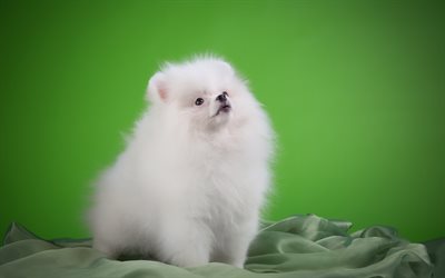 white pomeranian, fluffy white dog, puppy, cute funny animals, pets, dogs, spitz