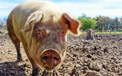 sujo porco, close-up, fazenda, sujeira, porco, engra&#231;ado porco