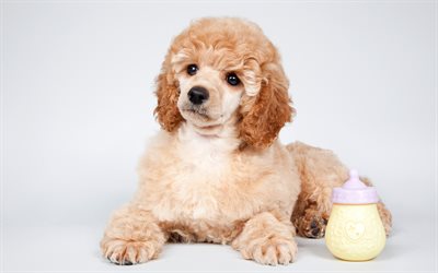 small brown poodle, cute animals, curly dog, puppy, pets, breeds of domestic dogs