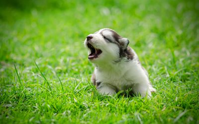 シベリアンハスキー, 4k, 芝生, 小さなハスキー, かわいい動物たち, ハスキー犬, 犬, シベリアンハスキー犬, ハスキー