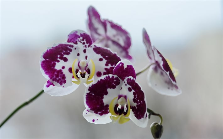 orchidee bianche viola, fiori tropicali, orchidee, bellissimi fiori, ramo di orchidee