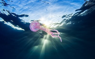 Pink jellyfish, underwater world, ocean, jellyfish