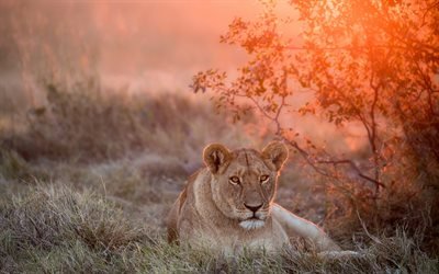 Lioness, wildlife, Africa, savannah, lions