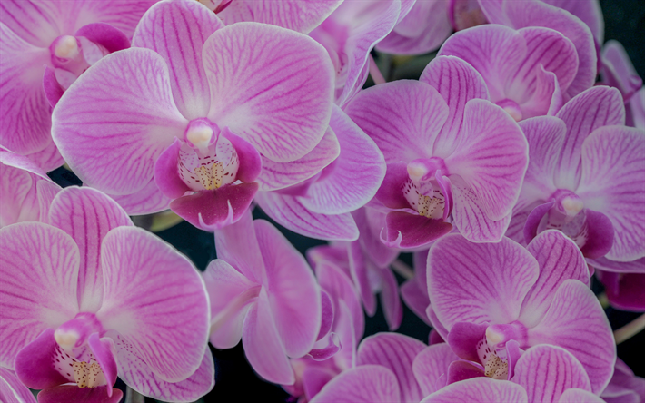 4k, pembe orkideler, g&#252;zel pembe &#231;i&#231;ekler, orkideli arka plan, pembe orkide dalı, orkideler