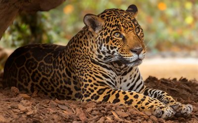 jaguar, wild cat, wildlife, jaguar in nature, wild animals, calm jaguar