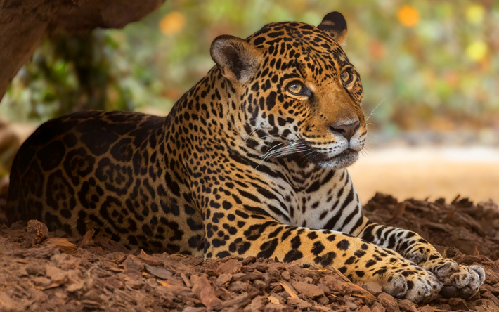 Download wallpapers jaguar, wild cat, wildlife, jaguar in nature, wild  animals, calm jaguar for desktop free. Pictures for desktop free