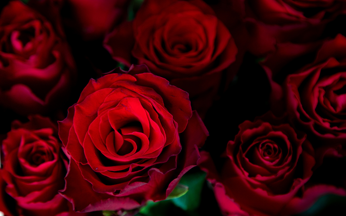 roses rouges fonc&#233;es, fond avec des roses, roses rouges, fond floral, fond de roses rouges