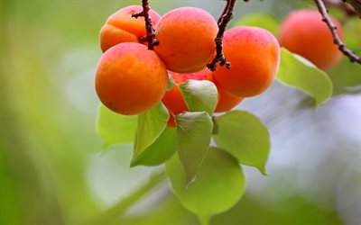 aprikoser, 4k, frukter, aprikoser p&#229; en gren, aprikostr&#228;d, sommar, bakgrund med aprikoser