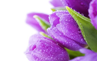 violet tulip, water drops, buds, spring flowers, macro, bokeh, violet flowers, tulips, beautiful flowers, backgrounds with tulips, violet buds