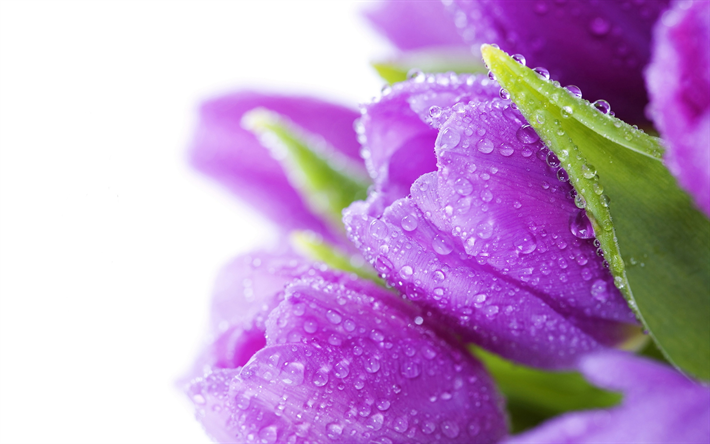 violett tulpan, vattendroppar, knoppar, v&#229;rblommor, makro, bokeh, violetta blommor, tulpaner, vackra blommor, bakgrunder med tulpaner, violknoppar