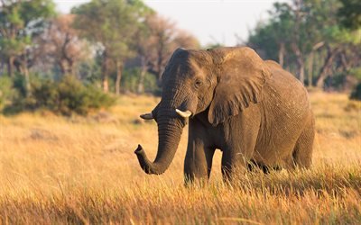 Gran elefante, de &#193;frica, de campo, de la vida silvestre, los elefantes