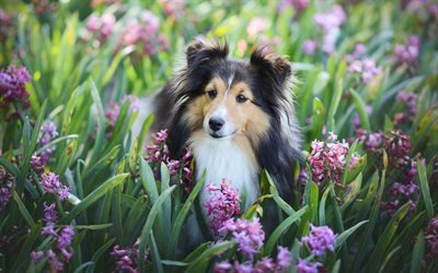 シェトランド牧羊犬, 犬, Sheltie, かわいい動物たち, hyacinths