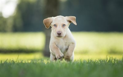 labrador, running dog, puppy, retriever, pets, bokeh, labradors, golden retriever