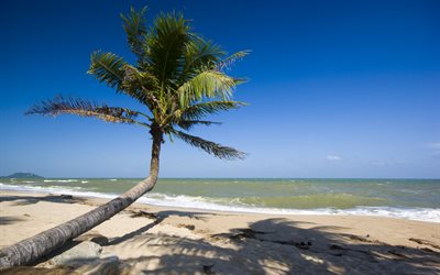 palm tree, beach, tropical island, summer, waves, seascape