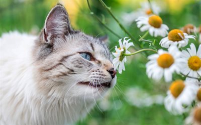 Ragdoll cat, white fluffy cat, blue eyes, daisies, cat and wild flowers