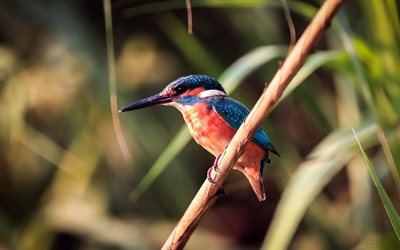 Kingfisher, 4k, yakın &#231;ekim, doğa, k&#252;&#231;&#252;k kuş, Alcedinidae