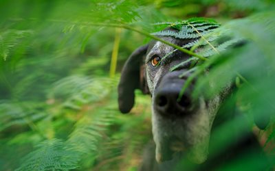 Great Dane, close-up, forest, pets, domestic dog, Deutsche Dogge, dogs, German Mastiff, Dogue Allemand