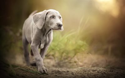 weimaraner, puppies, pets, small gray dog, gray puppy