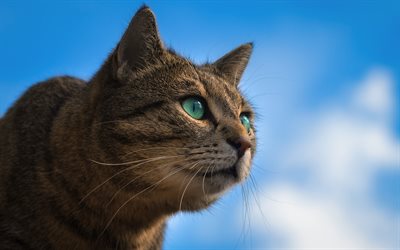 4k, American Bobtail, close-up, pets, blue sky, domestic cat, cute animals, cats, American Bobtail Cat