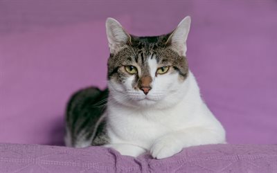 white gray cat, pet, purple background, green eyes, cats