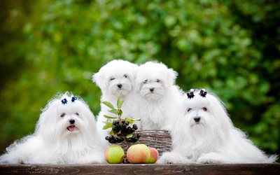 Bolognese Hund, familj, fluffig hund, husdjur, vit hund, s&#246;ta djur, hundar, Bolognese