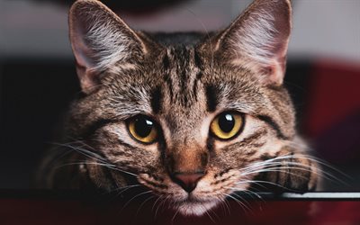 Bobtail americano, carino gatto grigio, gli occhi grandi, piccoli animali domestici, razze di gatti domestici, gatto pelo corto