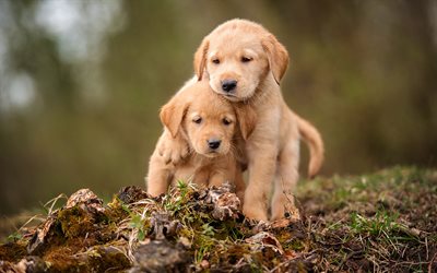 labradors, puppies, friends, retriever, pets, friendship, small labradors, golden retriever
