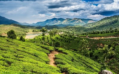 Asia, tea plantations, mountains, fields, stream, summer