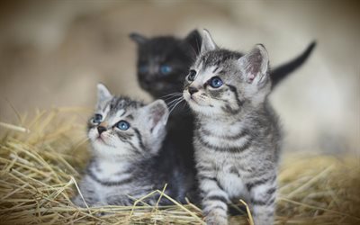 小さなグレー猫, 三匹の猫, かわいい動物たち, ペット, アメリカShorthair猫