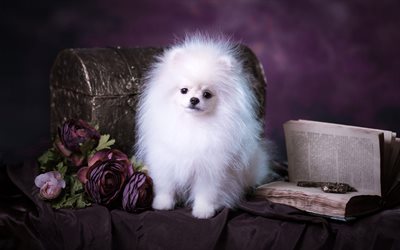 blanco esponjoso pomerania, Divertido perro blanco, esponjoso de perros, razas de perros, animales lindos