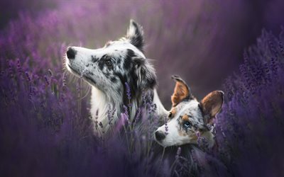 Australian Shepherd Dog, puppy and big dog, Aussie, cute animals, pets, lavender
