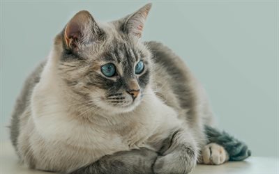 Tonkinese, white cat with blue eyes, cute animals, cats, breeds of domestic cats