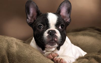 bulldog francese, close-up, cani, nero bulldog francese, animali domestici, animali, bulldogs