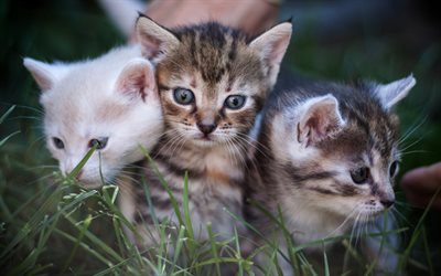 three small kittens, cute animals, cats in the grass, green grass, pets, American shorthair kittens