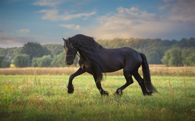 black horse, wildlife, field, green grass, horses