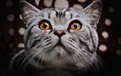 British gatto pelo corto, muso, simpatici animali, gatto con gli occhi castani, animali domestici