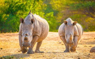 Herunterladen hintergrundbild "nashörner, 4k, afrika, wildlife, nashorn