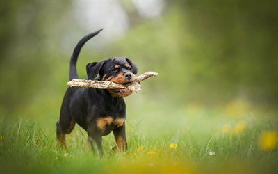Rottweiler, puppy, bokeh, pets, prato, small rottweiler, cani, cute animals, Cane