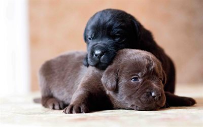 schwarzer labrador, welpen, schokolade labrador, niedliche tiere, hunde, haustiere, niedlich, labrador, braune retriever, retriever