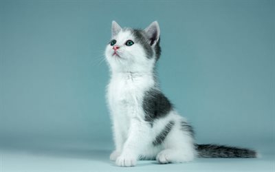 white gray fluffy kitten, cute animals, cats, pets, kitten on a blue background